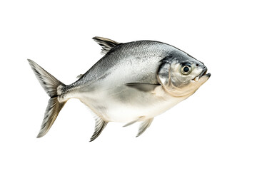 Obraz premium A silver Pomfret fish with striking details of fins and scales isolated on white Transparent background. Represents aquatic life and marine biology
