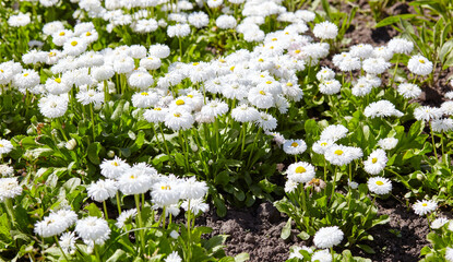 Bellis perennis flowers in open ground. Lush blooming  common garden bellis in city park. Family name Asteraceae, Scientific name Bellis © supersomik