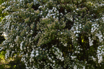 Bush of flowers Spiraea Vanhouttei at park. Beautiful ornamental plant in spring