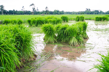 Green rice plantation field in Thailand.