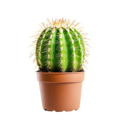 Vibrant cactus in a terracotta pot against a transparent background