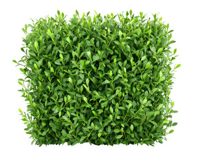 Obraz premium Lush green hedge with vibrant foliage