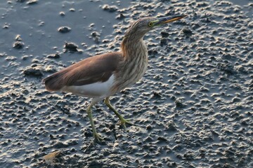 great blue heron