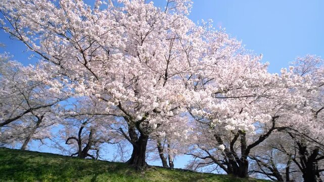 Beautiful row of cherry blossom trees in the countryside of Kyoto.