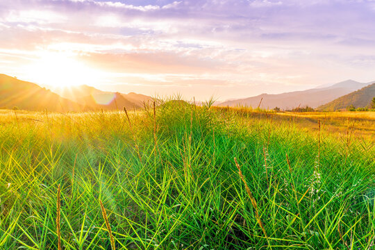 rustic beautiful lendscape of sunset field with green reeds and golden grass and amazing mountain valley with bright cloudy evening sky on background