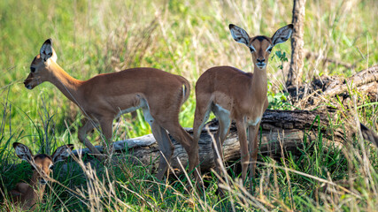 Baby Impalas in the tall gras of Kruger National Park in South Africa