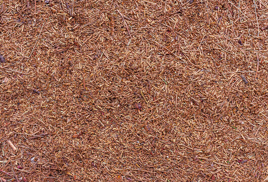 fall brown lying pine needles season background, autumn nature texture of a ground, fallen pine-needles backdrop