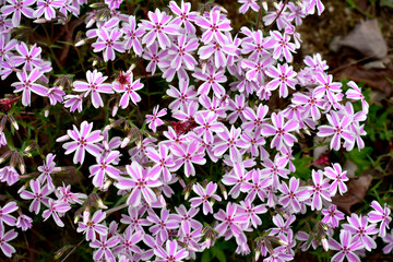 분홍색의 지면 패랭이꽃이 활짝 피어있는 모습