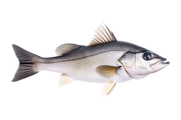 Freshwater Walleye fish with vivid golden fins and detailed scales isolated on white transparent background.