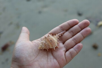 hand holding starfish