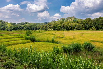Agriculture with a Dagoba at Tissamahamara in Sri Lanka