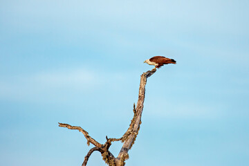 A white belied sea eagle in the Yala National Park in Sri Lanka
