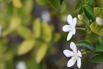 close up of white flowers