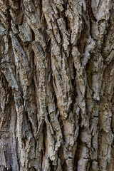 bark of a tree close up