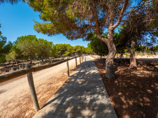 Wooden walkway through pine forest in natural park of las lagunas de la mata and torrevieja