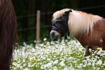 Blumenpferde. Schöne Pferde frei in einer blühenden Wiese