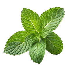 mint isolated
