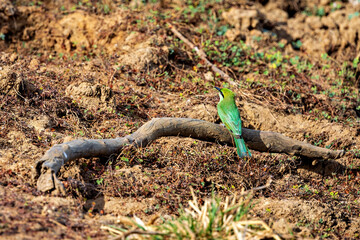 Green Bee Eater Birds of Sri Lanka