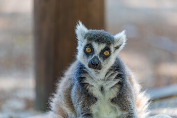 portrait of a ring-tailed lemur