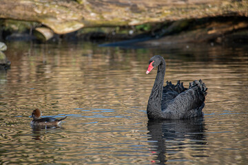 Fototapeta premium black swan on the lake
