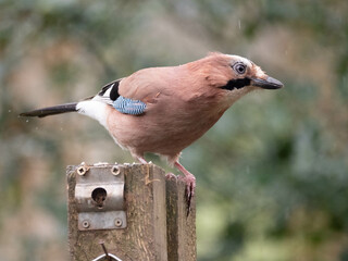 Jay on Post
