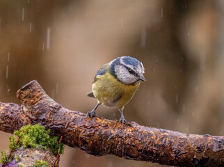 Blue tit in the Rain