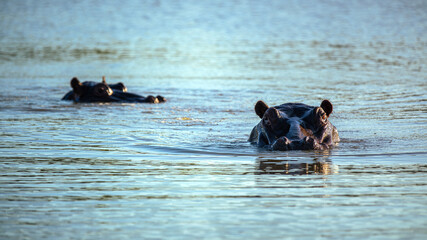 Fototapeta premium A wild hippopotamus swimming in the Kruger National Park in South Africa