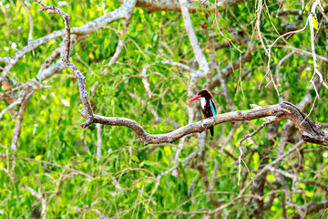 A kingfisher bird in the Yala National Park of  Sri Lanka