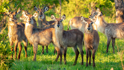 African Waterbucks (Kobus Ellipsiprymnus) enjoying the sun in the Kruger National Park in South Africa