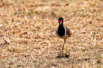 Red wattled lapwing bird in the Yala National Park of Sri Lanka