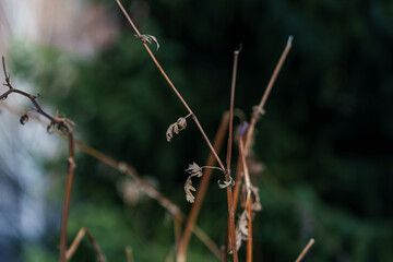Dried grass outdoors