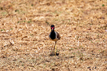 Red wattled lapwing bird in the Yala National Park of Sri Lanka