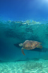 a sea turtle on a reef  in the caribbean sea