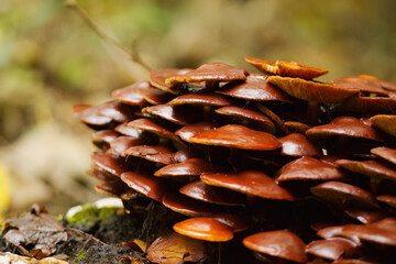 mushrooms in the forest, close-up of lamellar mushrooms, Accumulation of mushrooms in one place, many brown mycelia grow in one place