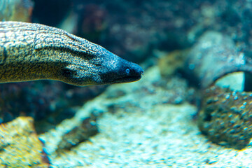 Geometric moray eel swimming in aquarium