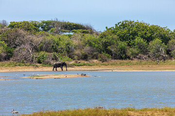 An asian elephant in the Yala National Park