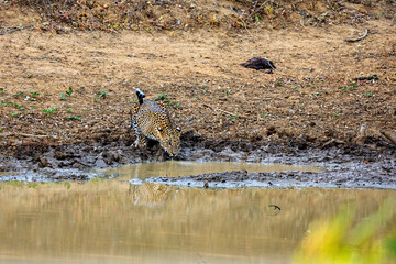 The Leopards of the Yala National Park in Sri Lanka
