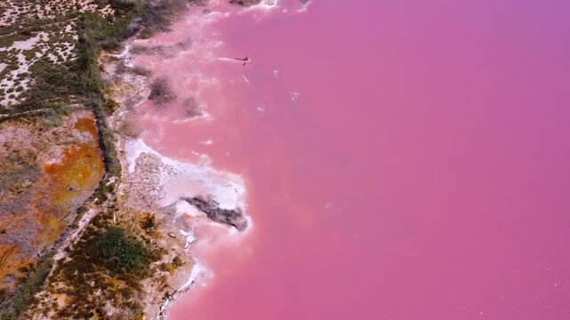 Lone windsurfer traverses the vibrant surface of a pink lake, framed by a lush green shoreline under a sunny sky