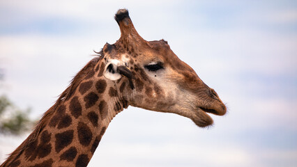 A little Red-billed Oxpecker bird cleans the ear of a little giraffe in the Kruger National Park in South Africa