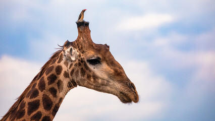 A little Red-billed Oxpecker bird sitting on the head (Ossicones) of a little giraffe in the Kruger National Park in South Africa