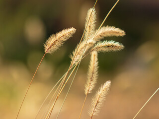 冬の日差しを受けるエノコログサ–ネコジャラシ08