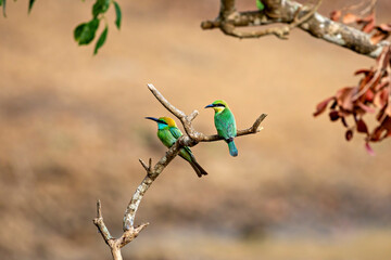 Obraz premium Green Bee Eater Birds of Sri Lanka