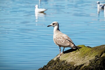 Seagull on a mossy rock by a lake.