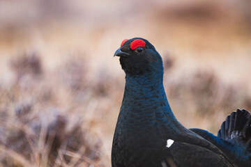 portrait of black grouse during lek