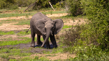 Fototapeta premium Baby elephant playing in the mud in the Kruger National Park in South Africa
