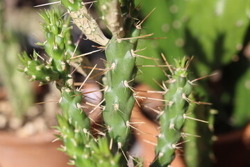 Cylindropuntia molesta opuntia cactus kaktus sukulent © Perovskia