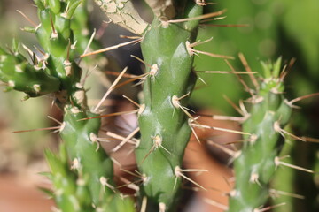 Cylindropuntia molesta opuntia cactus kaktus sukulent