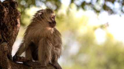 Little Vervet Monkey (Chlorocebus Pygerythrus) in the Kruger National Park in South Africa