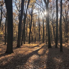 Obraz premium autumn forest with sunlight casting long shadows on the forest floor.