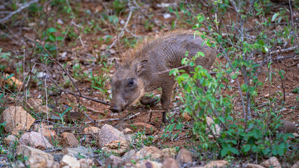A baby Warthog in the Kruger National Park in South Africa